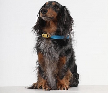 Ультразвуковой отпугиватель клещей для животных Tickless Dog Mini (аккумуляторный).