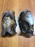 Калтык оленя