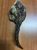 Хвост оленя
