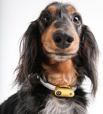 Ультразвуковой отпугиватель клещей для животных Tickless Dog Mini (аккумуляторный).
