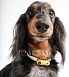 Ультразвуковой отпугиватель клещей для животных Tickless Dog Mini (аккумуляторный).