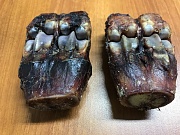 Сустав лося