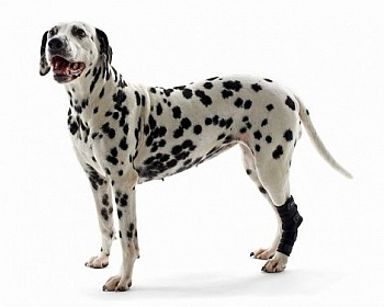 Kruuse Rehab hock protector -протектор скакательного сустава для собак