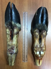 Копыта лося без кости.